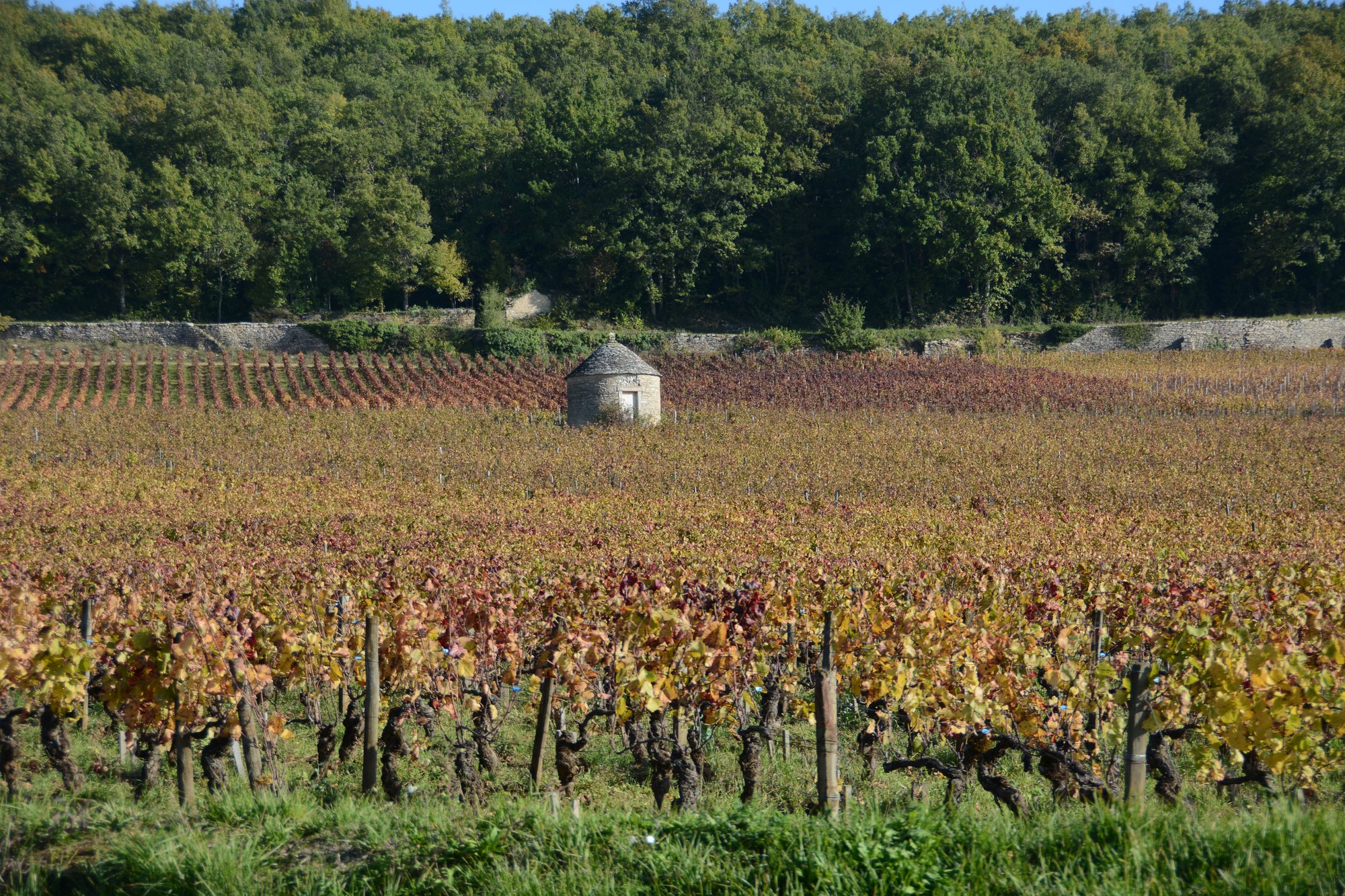 Vignes de Bourgogne en automne